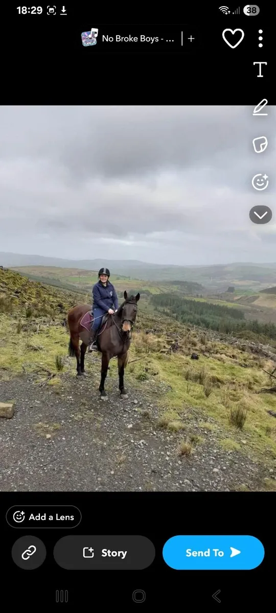 Beautiful, all rounder mare - Image 4