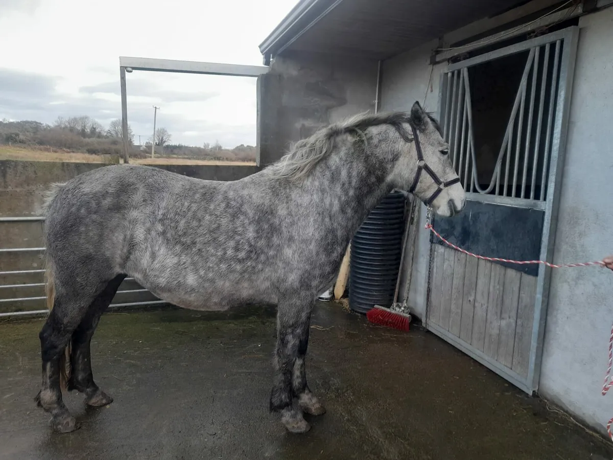 Connemara Mare - Image 1