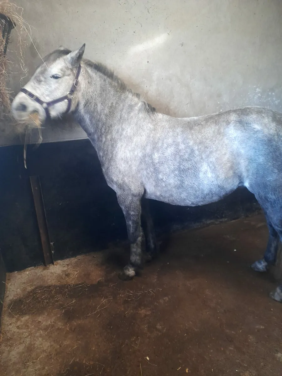 Connemara Mare - Image 2