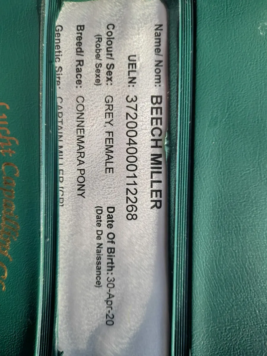 Connemara Mare - Image 3