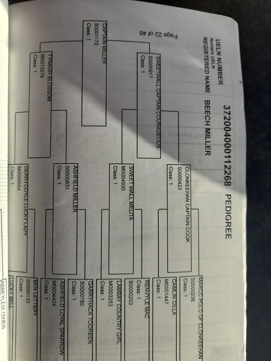 Connemara Mare - Image 4