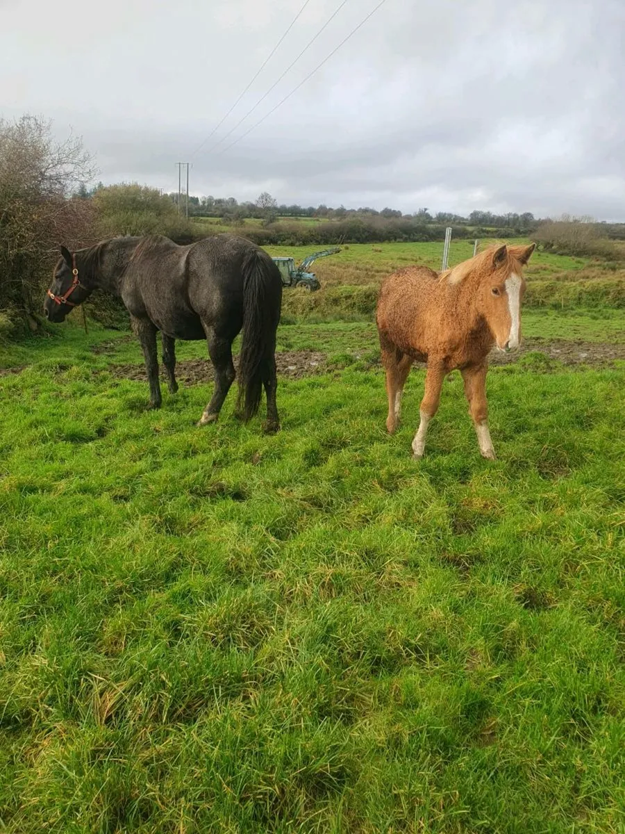 Irish Draught Filly Foals - Image 1