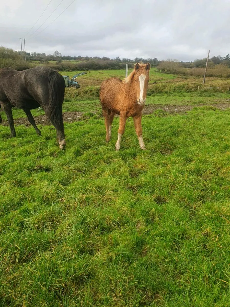 Irish Draught Filly Foals - Image 2
