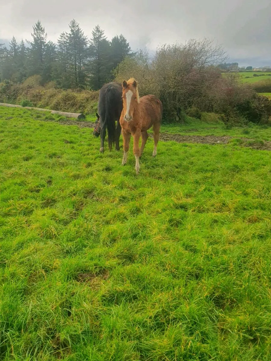 Irish Draught Filly Foals - Image 3