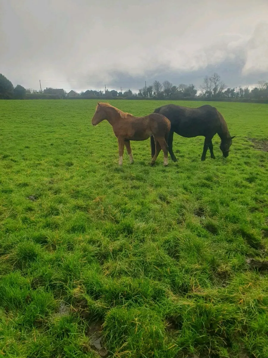 Irish Draught Filly Foals - Image 4