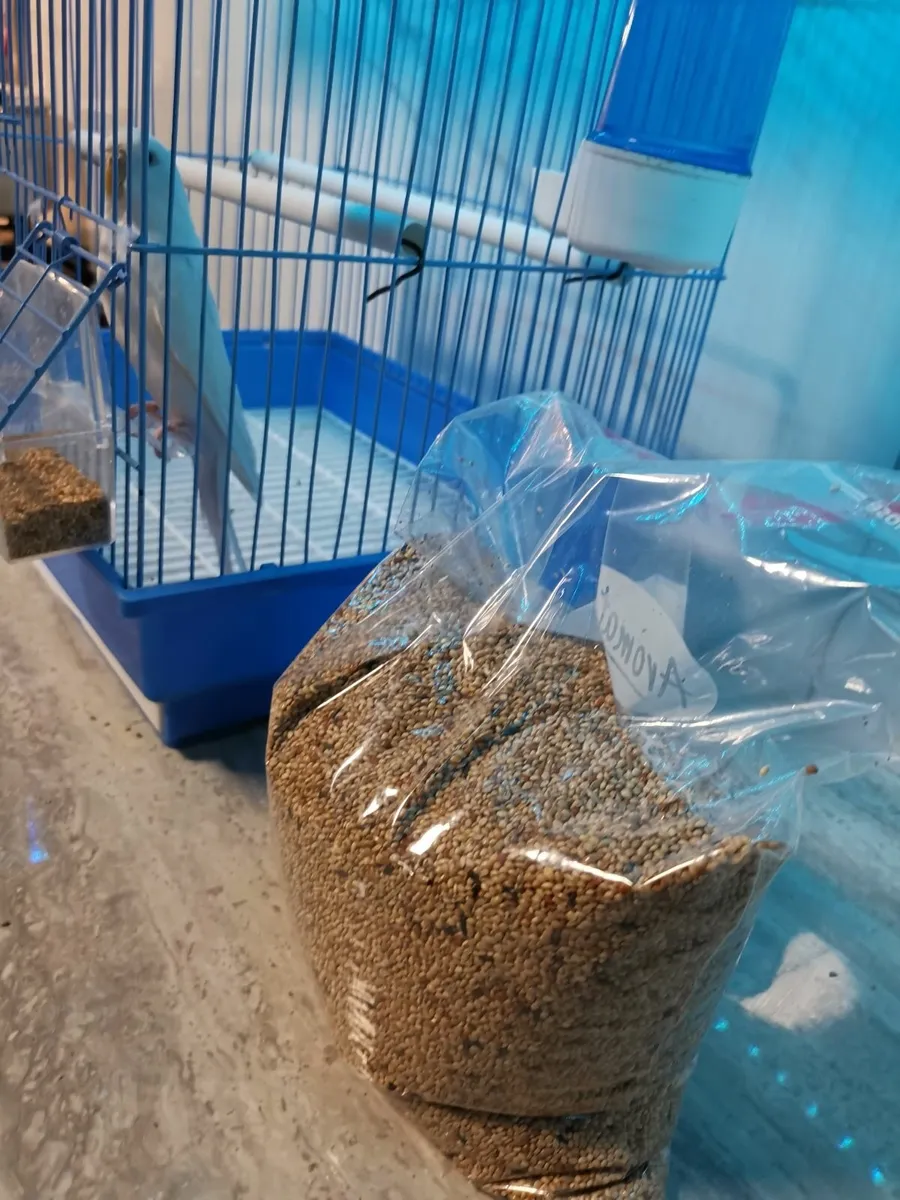 albino budgie - Image 1