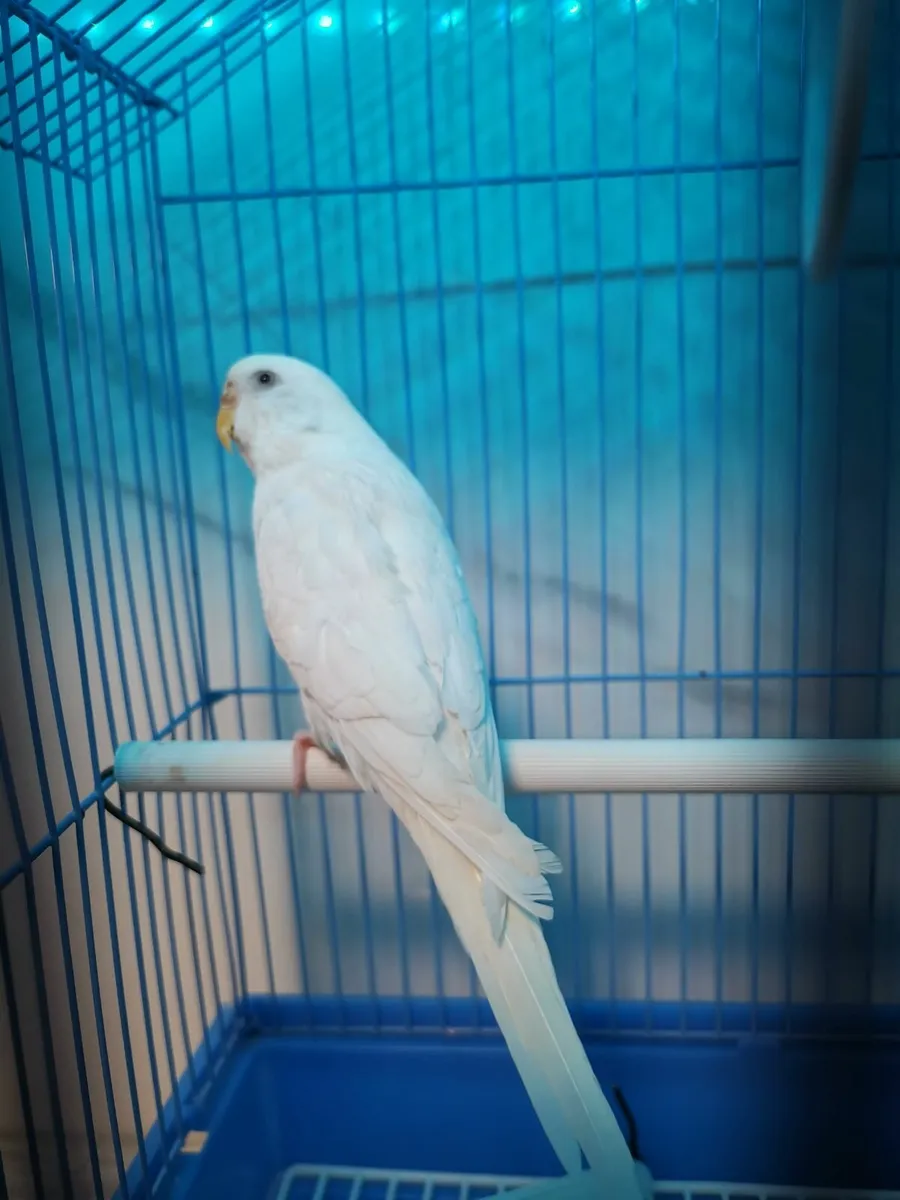 albino budgie - Image 2