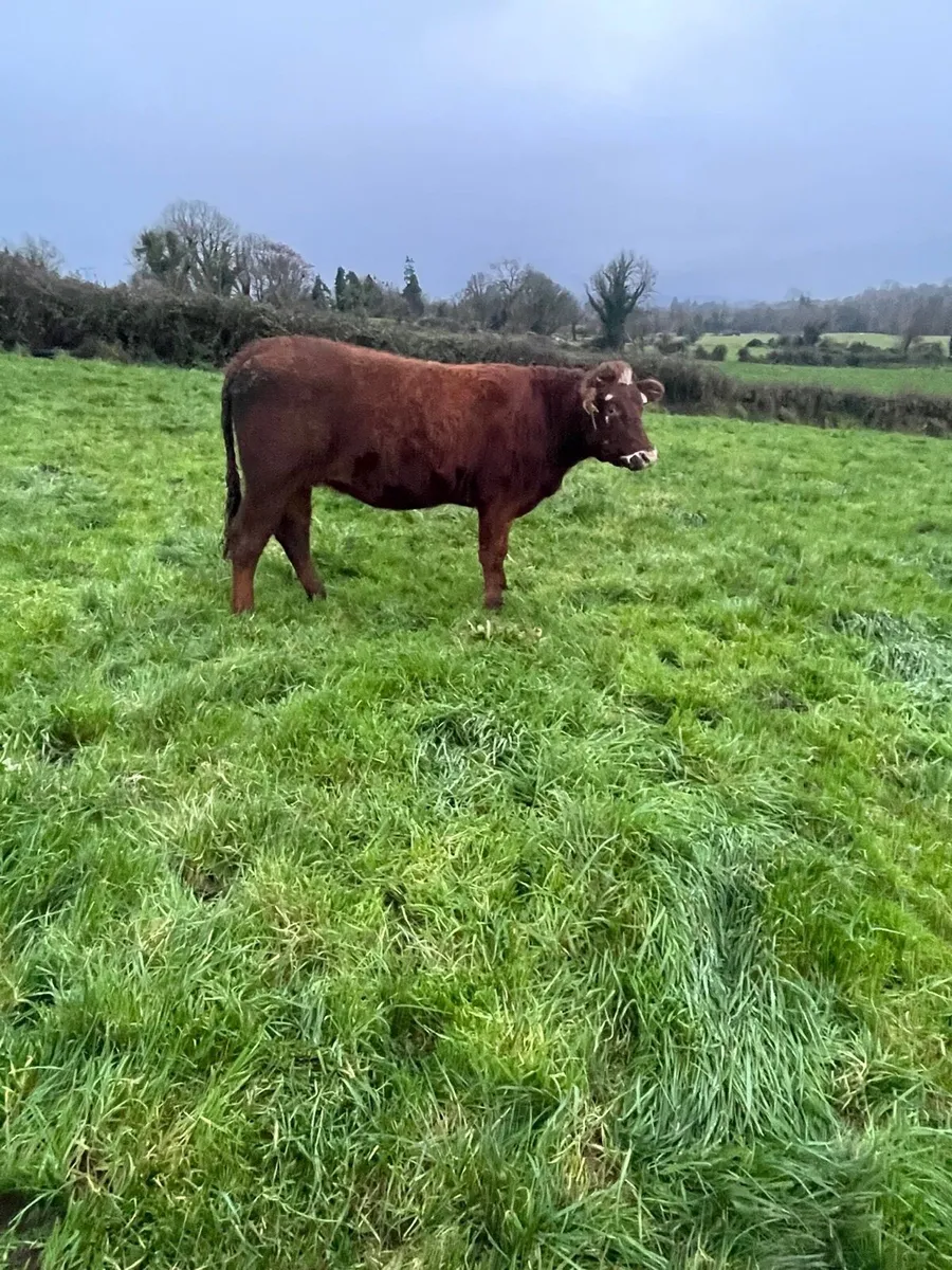 In calf heifers - Image 2
