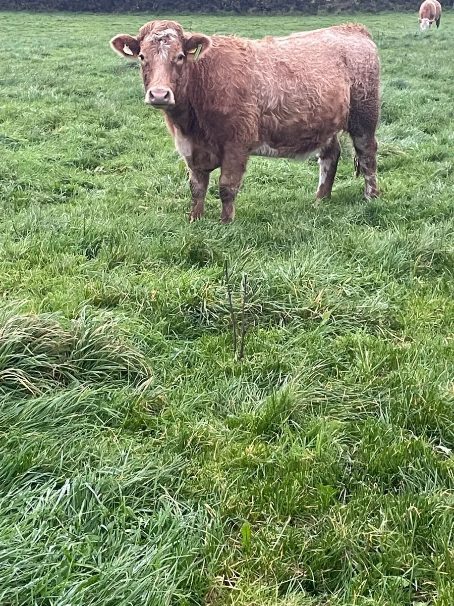 In calf heifers - Image 3