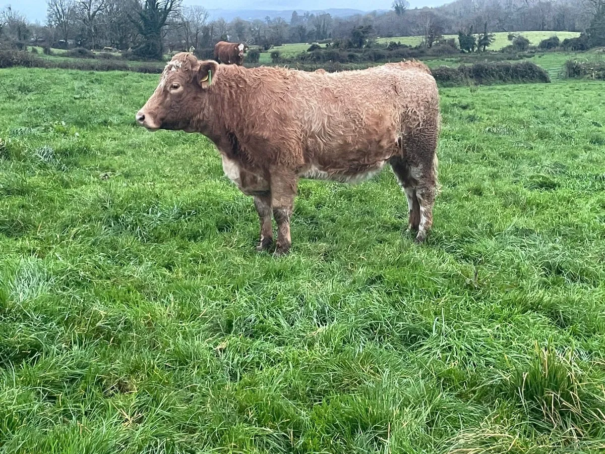 In calf heifers - Image 4
