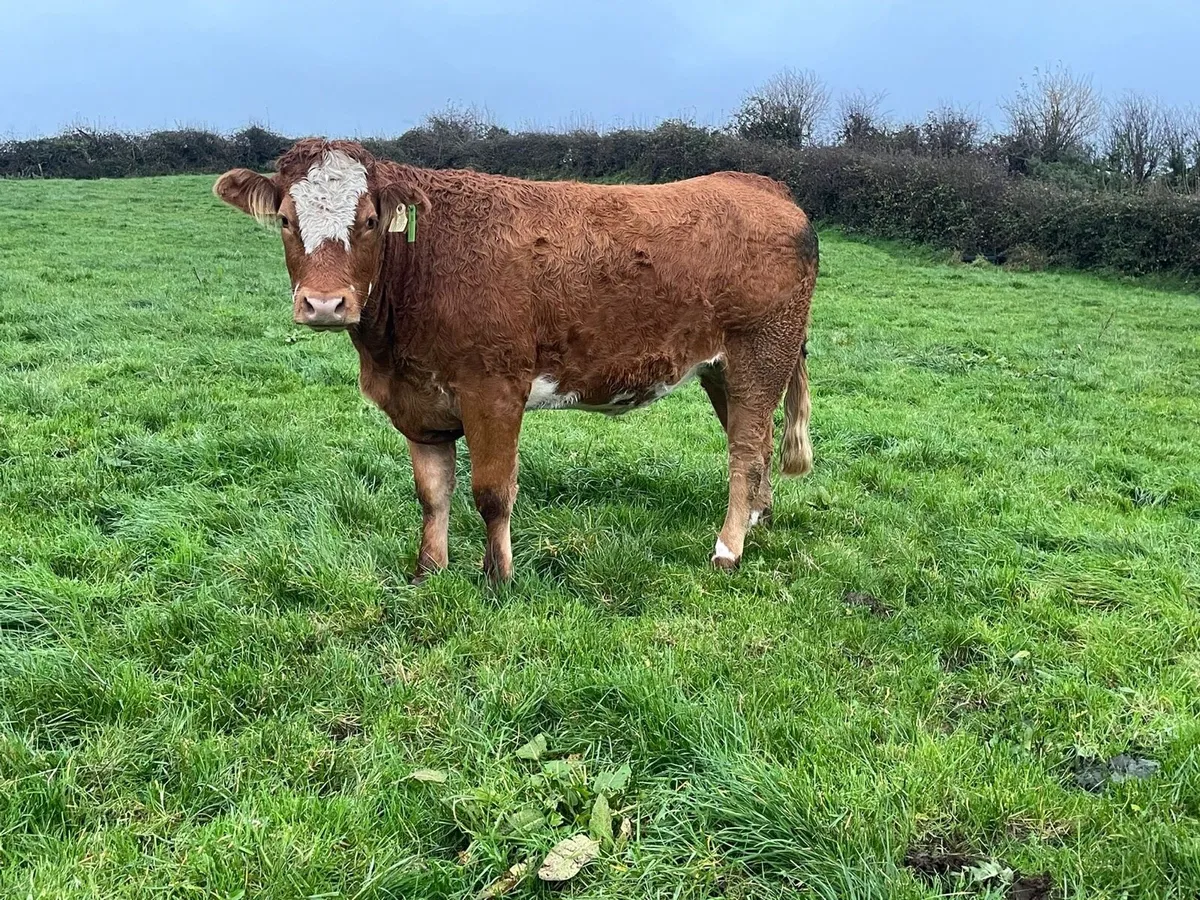 In calf heifers - Image 1
