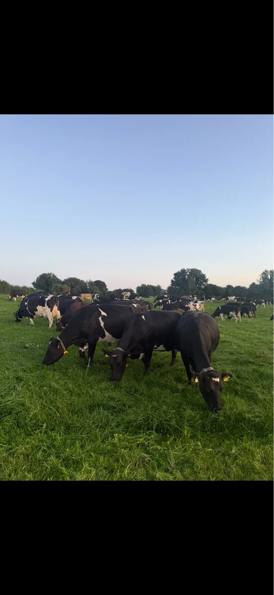 Position for Student & Dairy farm apprentice - Image 3