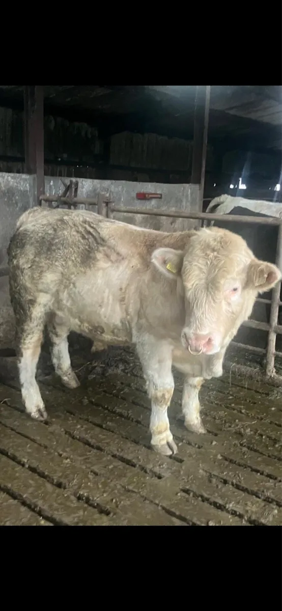 PBR Charolais Bull - Image 3