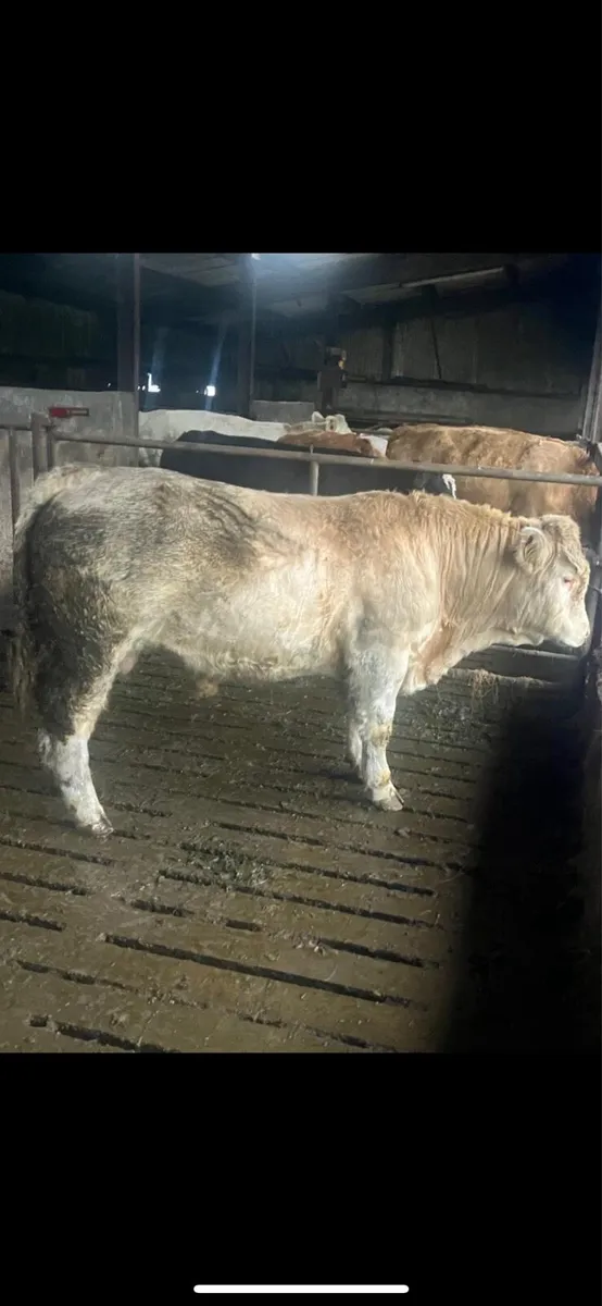 PBR Charolais Bull - Image 4