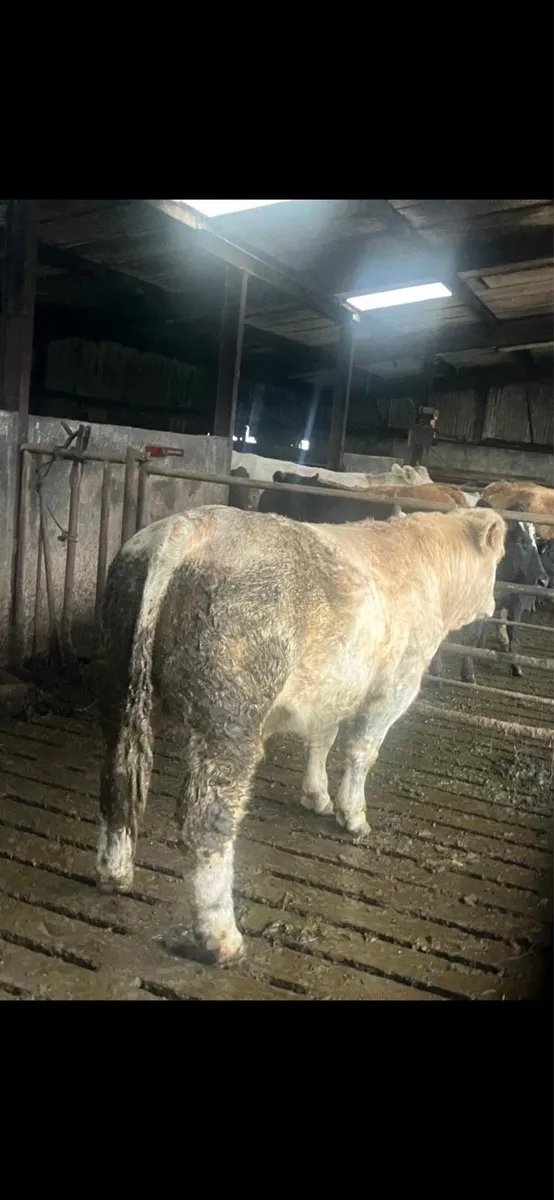 PBR Charolais Bull - Image 1