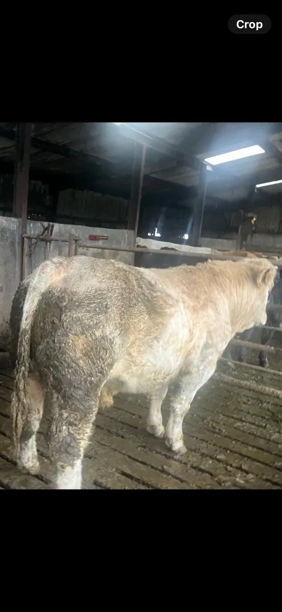 PBR Charolais Bull - Image 2