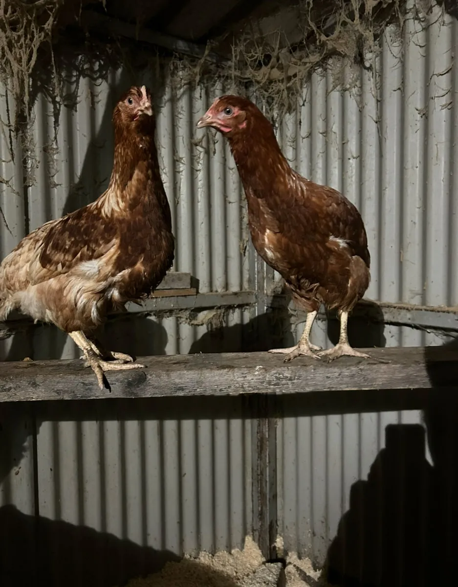 16 week old isa browns - Image 1