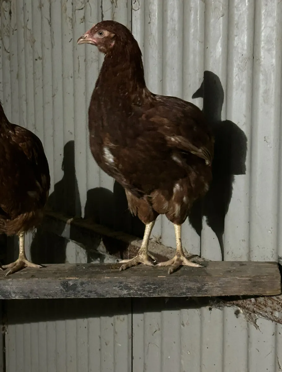 16 week old isa browns - Image 2