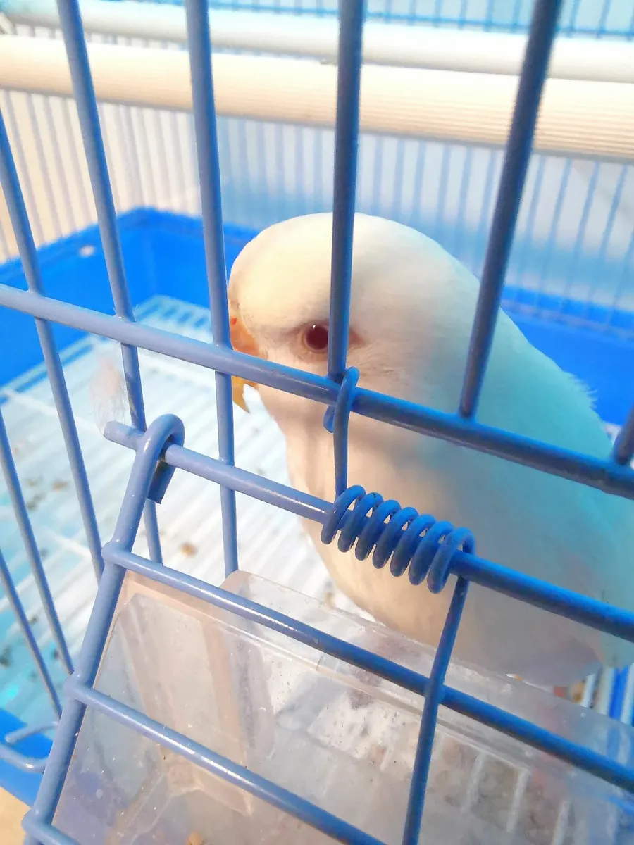 albino budgie - Image 3