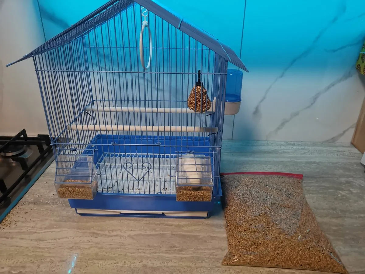 albino budgie - Image 4