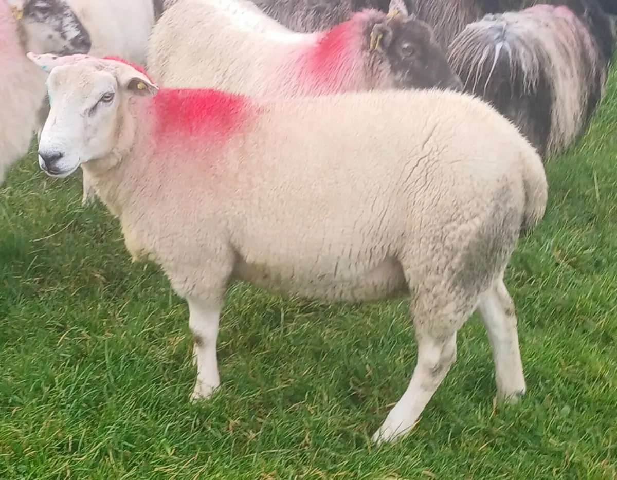 Texel X Belclare Hogget Ram - Image 1