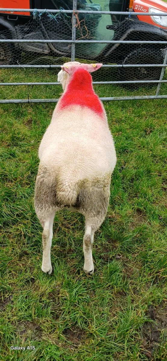 Texel X Belclare Hogget Ram - Image 2