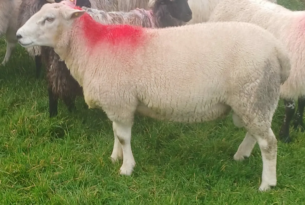 Texel X Belclare Hogget Ram - Image 3