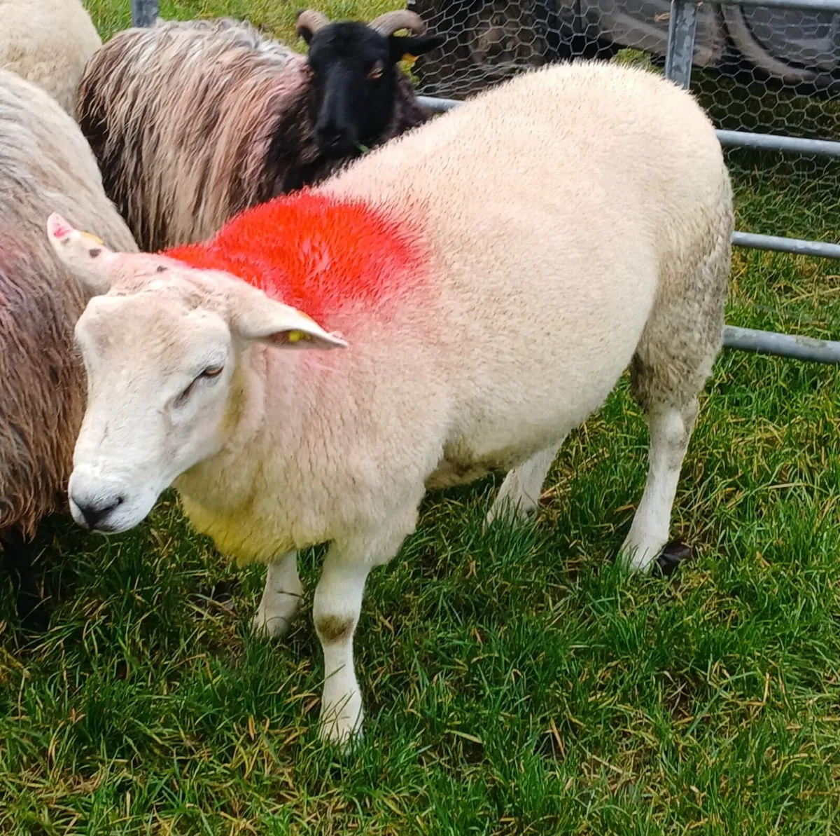 Texel X Belclare Hogget Ram - Image 4