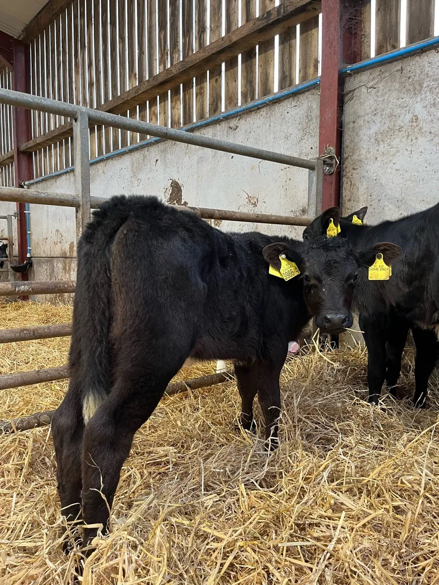 3 Super Angus Heifers - Image 1