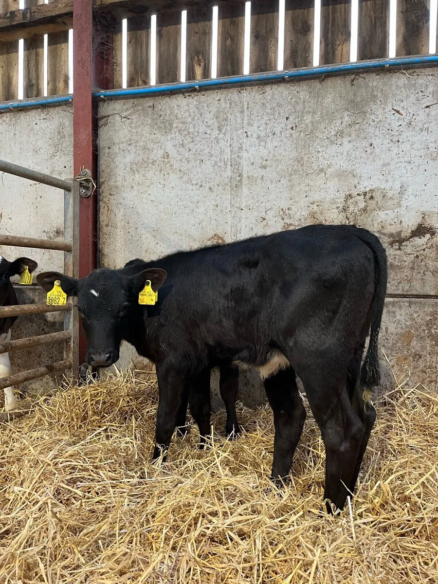 3 Super Angus Heifers - Image 2