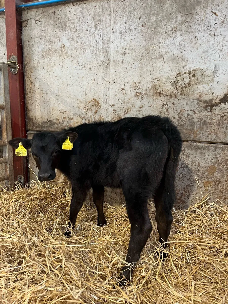 3 Super Angus Heifers - Image 3