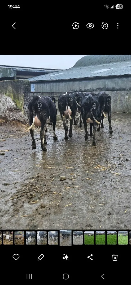 15 young empty milking cows