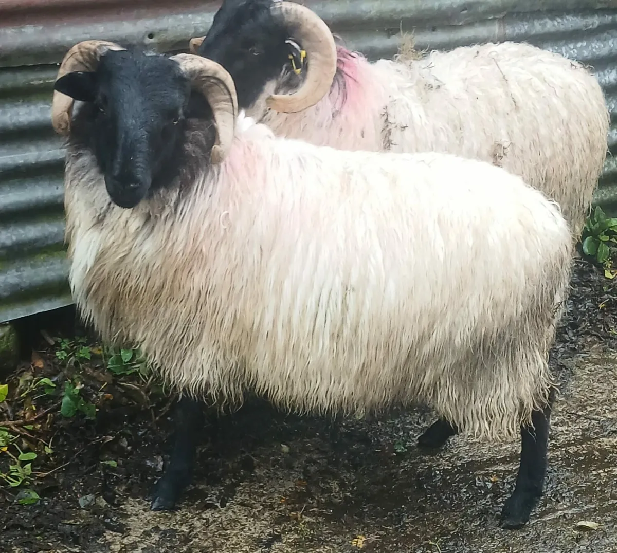 Mayo Mountain Ram Lambs - Image 1