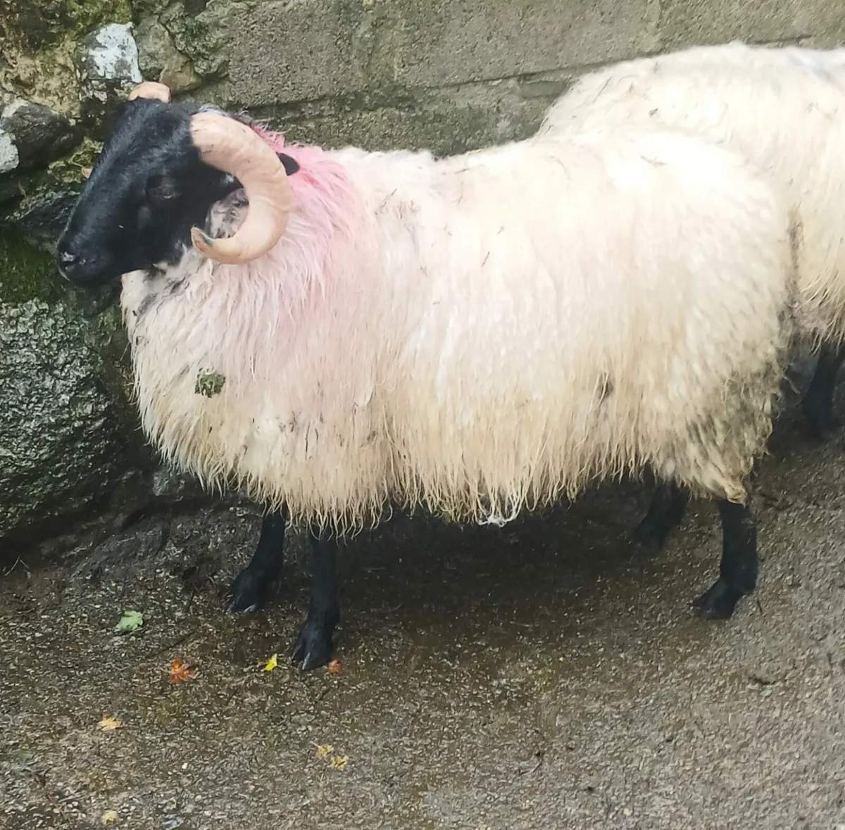 Mayo Mountain Ram Lambs - Image 2