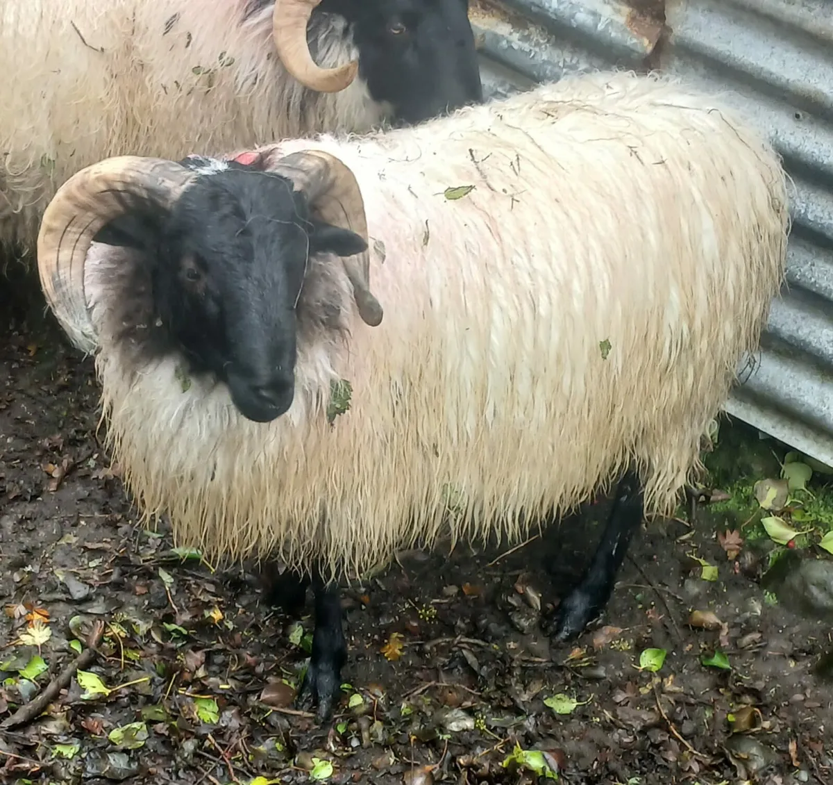 Mayo Mountain Ram Lambs - Image 3