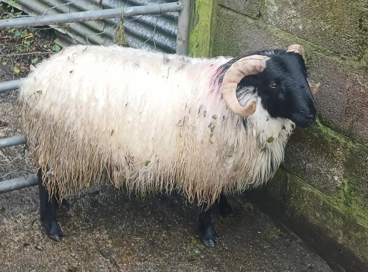 Mayo Mountain Ram Lambs - Image 4
