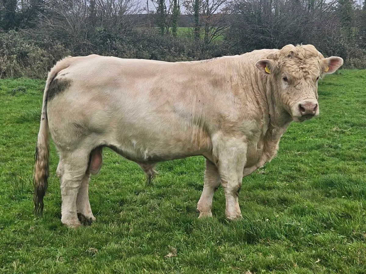 Cavelands Fenia Easy calving 5.5% Purebred ch bull - Image 2