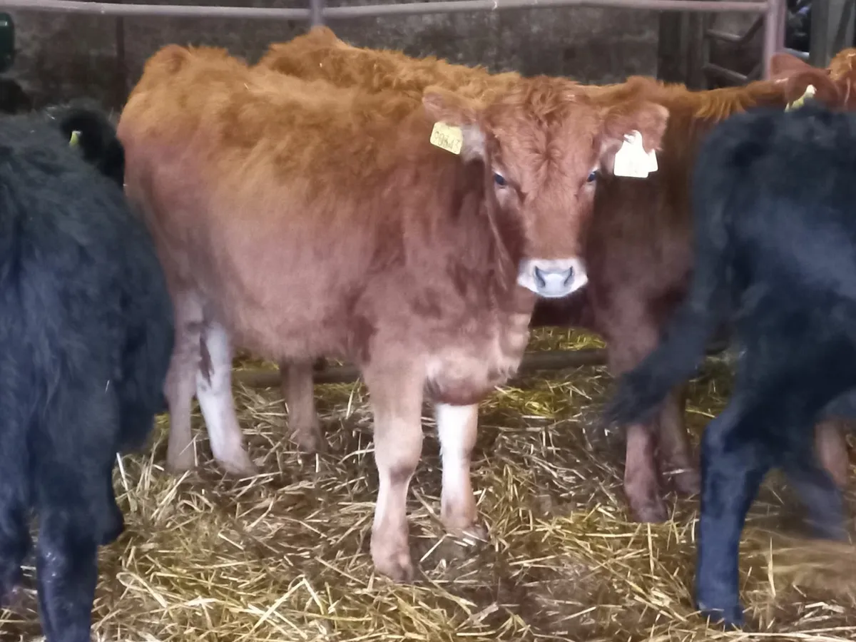 Organic Dexter Heifers - Image 1