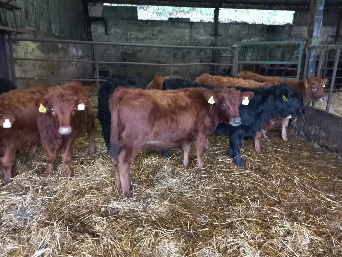 Organic Dexter Heifers - Image 2