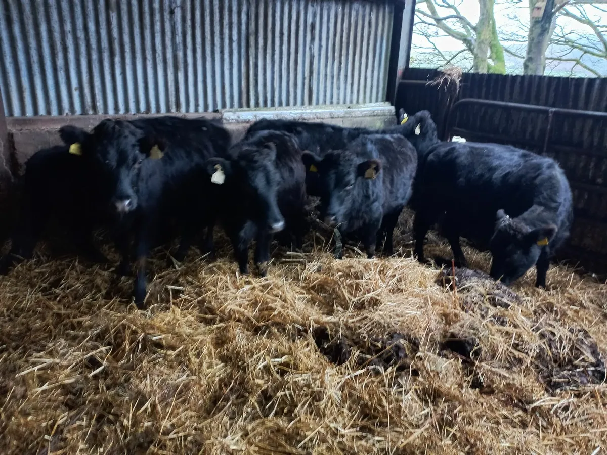 Organic Dexter Heifers - Image 3