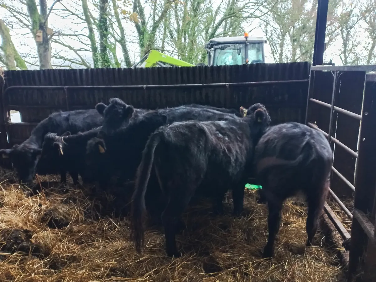 Organic Dexter Heifers - Image 4