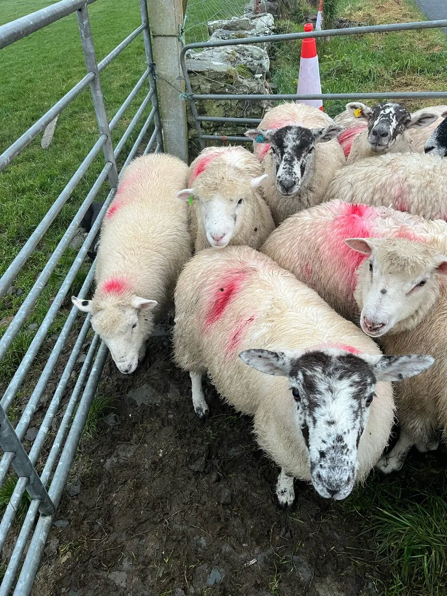 Ewe lambs - Image 1
