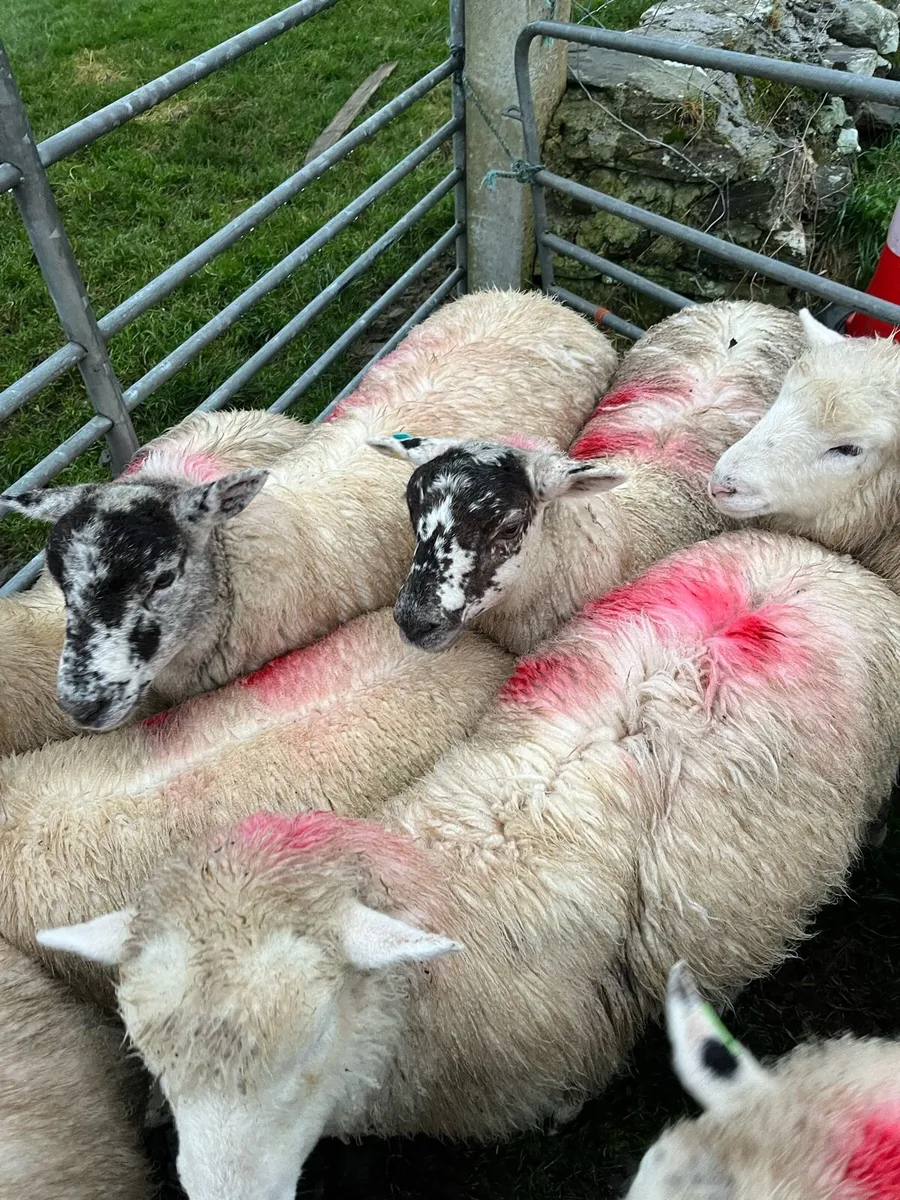 Ewe lambs - Image 3