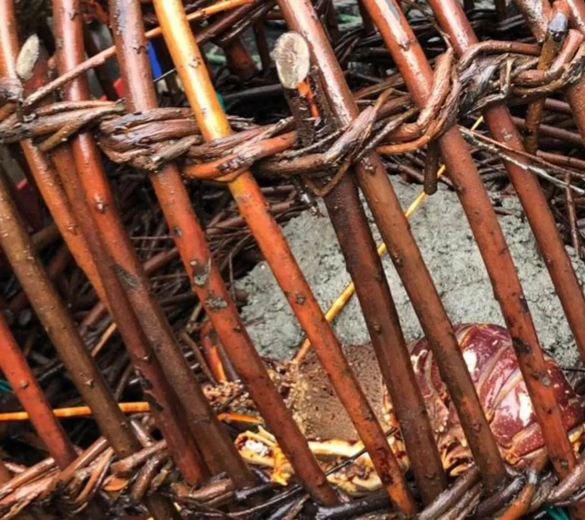 Lobster/crayfish creels - Image 3