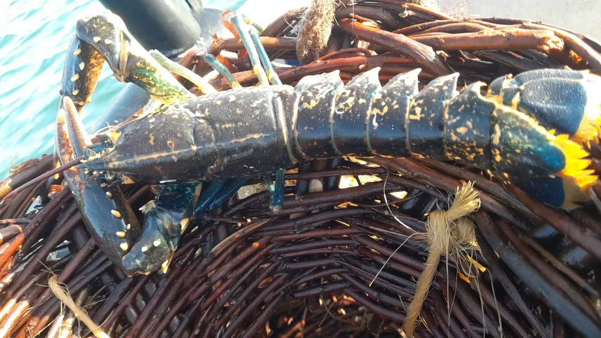 Lobster/crayfish creels - Image 4