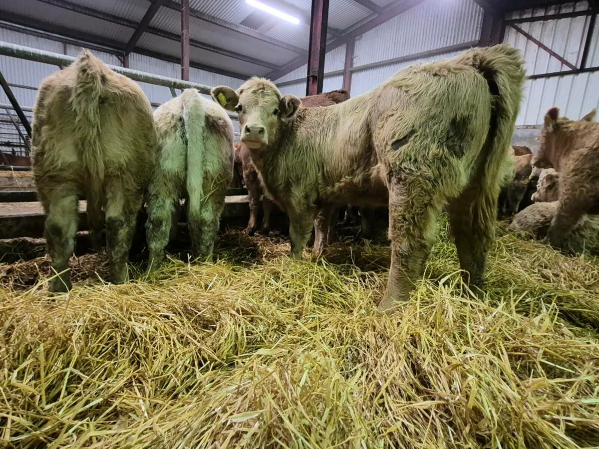 20 Super Heifer Weanlings - Image 1