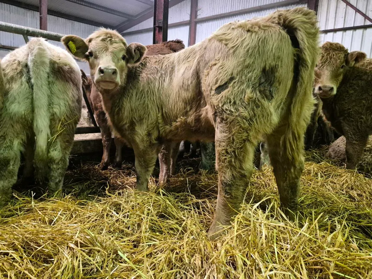 20 Super Heifer Weanlings - Image 2