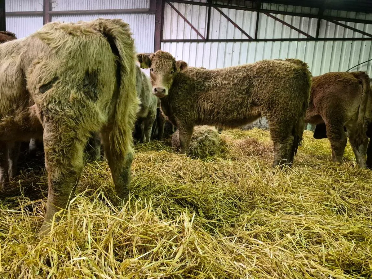 20 Super Heifer Weanlings - Image 3