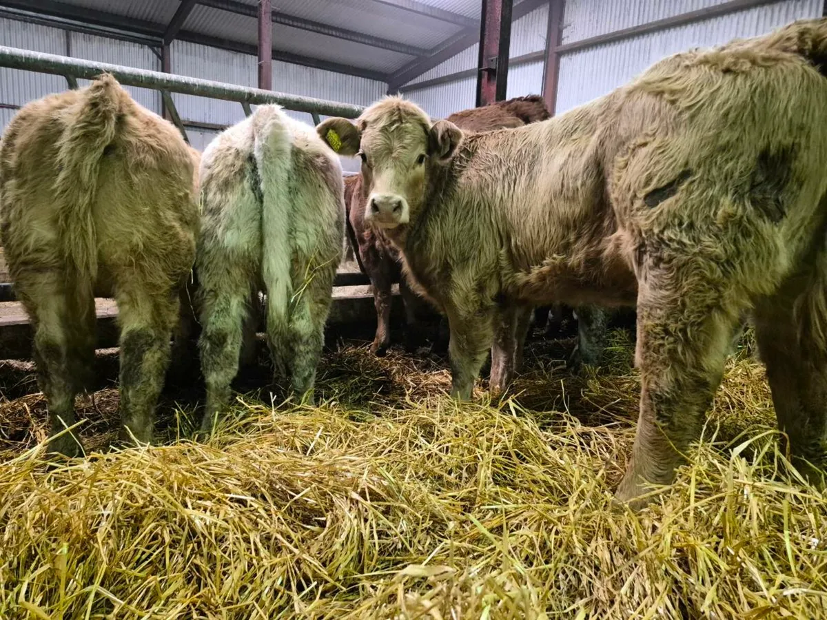 20 Super Heifer Weanlings - Image 4