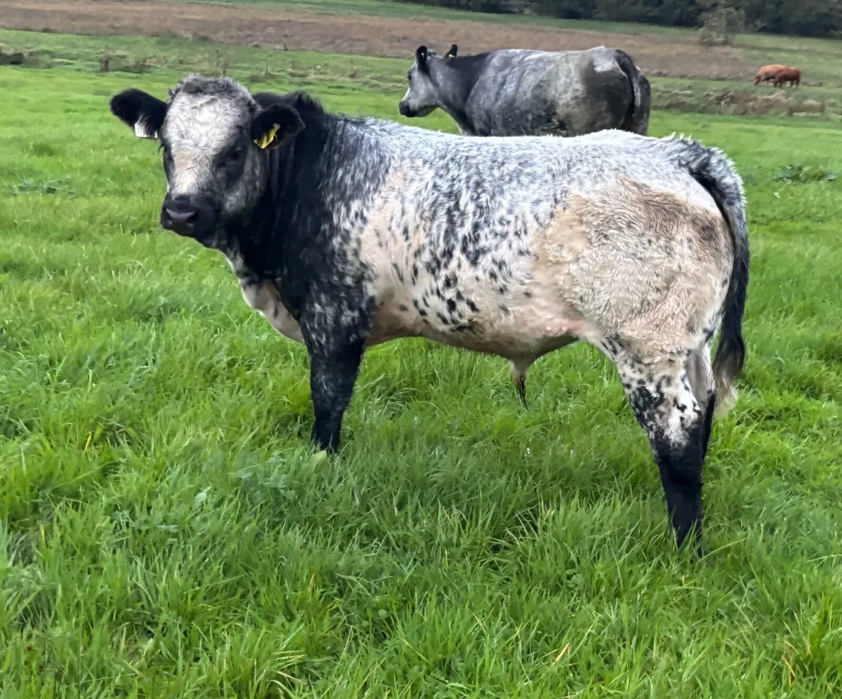Bull weanlings Drumshanbo mart November 7th - Image 1